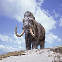 Large beasts such as the mammoth became extinct