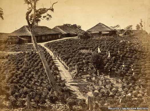 Cachar tea plantation