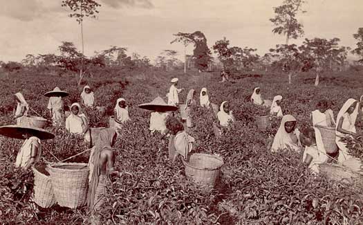 Women tea pickers in Assam