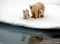 Polar bear and cubs, A Gerdes, IODP