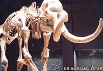 350,000-year-old skeleton of a woolly mammoth