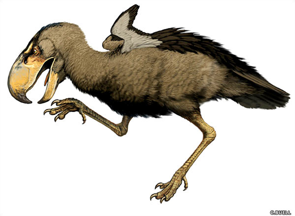 На рисунке изображен реконструкция фороракоса крупной нелетающей. Титанис Гасторнис. Келенкен птица. Титанис птица. Фороракос птица.