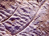 Sets of scratch marks from the theropod swimming trackway