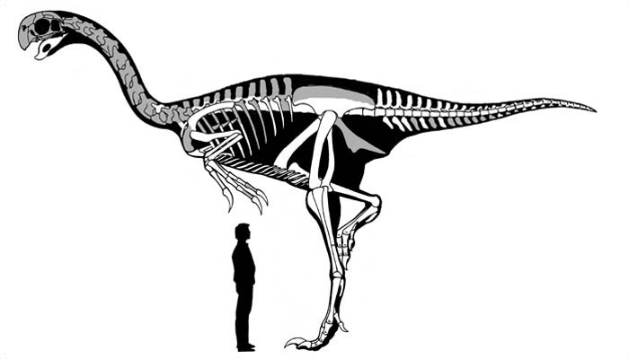 Diagram of a Gigantoraptor bird dinosaur